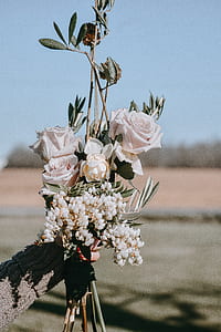 selective focus photography of person holding white rose flowers thumbnail