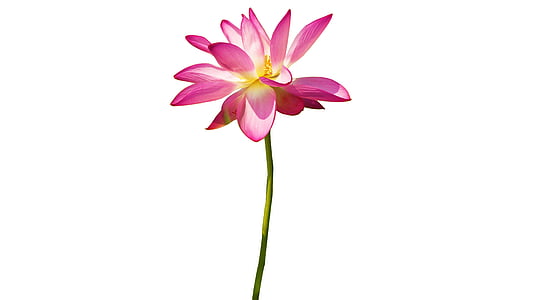 pink lotus flower in close up photography thumbnail