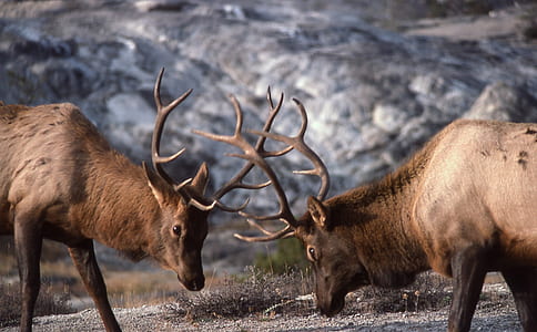 two brown antelope during daytime photo thumbnail