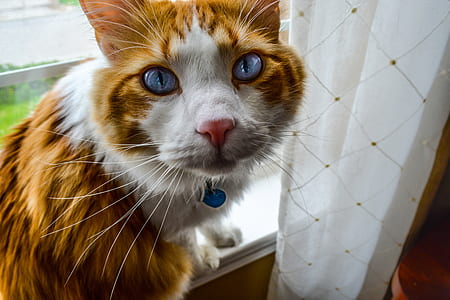 blue, animal, pet, cute thumbnail