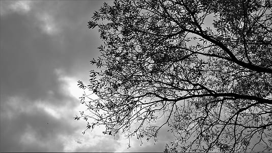 grayscale photo of tree under cloudy sky thumbnail