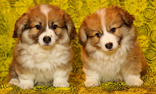 two short-coated brown-and-white puppies thumbnail