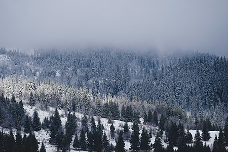 wide angle photo of pine trees thumbnail