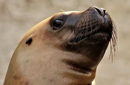 brown seal thumbnail