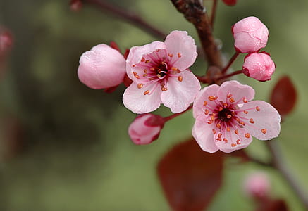 white and pink flowers thumbnail