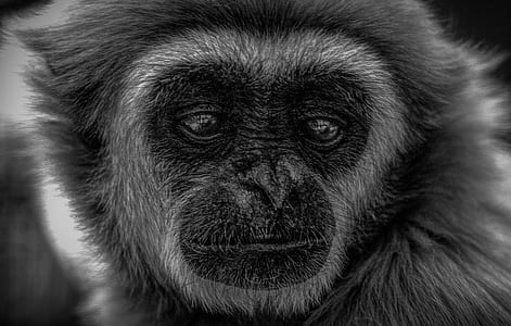 closeup photo of gray monkey thumbnail