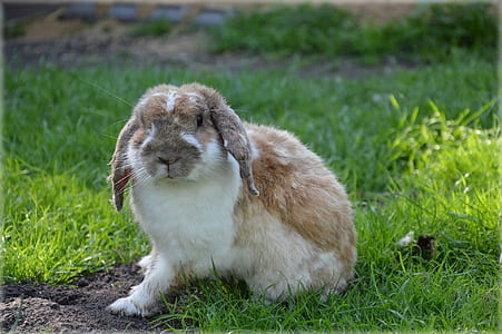 white and brown rabbit on grass thumbnail