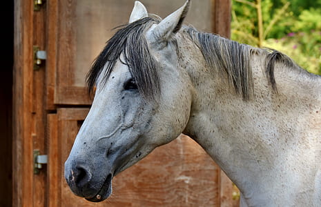 white horse thumbnail