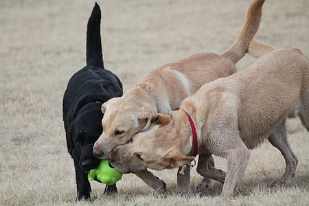 three Labrador retriever puppies thumbnail
