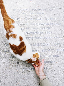 orange and white cat on person's hand thumbnail