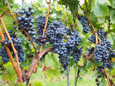 selective focus photography of blue berry thumbnail