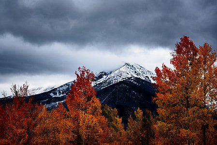 red leafed tree under nimbus clouds thumbnail