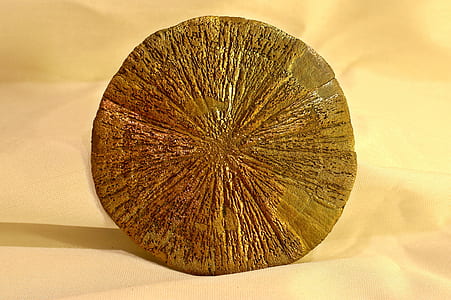brown stump thumbnail