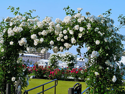 white petaled flowers thumbnail