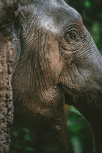 brown elephant in forest thumbnail