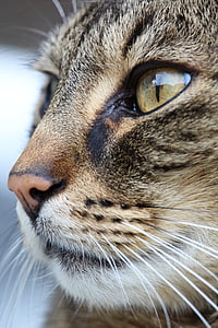 close-up photo of brown tabby cat's face thumbnail