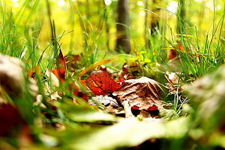 dried leaves on green grass thumbnail