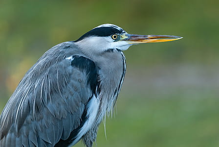 depth of field photograph of gray bird thumbnail