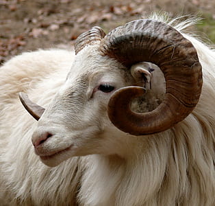 white sheep ram close up photo thumbnail