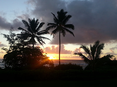 trees and sunset thumbnail