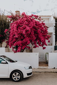 Pink bougainvillea flowers against the traditional Portuguese white house thumbnail