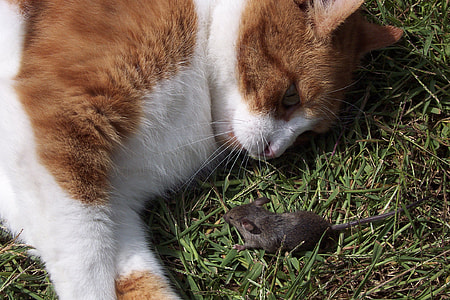 orange and white tabby cat lying on the green grass field thumbnail