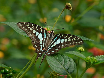 blue and black swallowtail butterfly on green leaf thumbnail