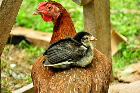 black chick on back of red hen thumbnail