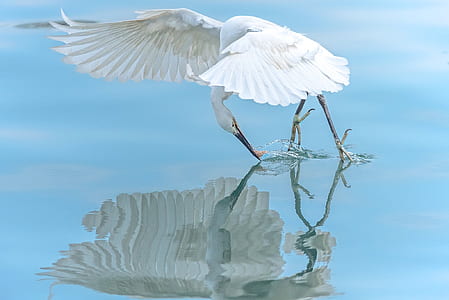 white bird on body of water thumbnail