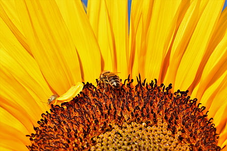 honeybee on sunflower in macro lens photography thumbnail