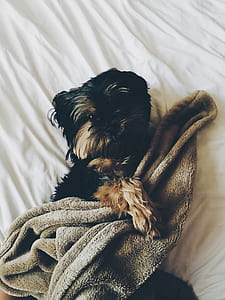 Black and Brown Yorkie Laying on Bed With Brown Towel thumbnail
