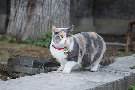 gray and orange cat on pavement thumbnail