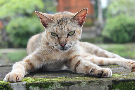 brown and gray cat in selective focus photo thumbnail