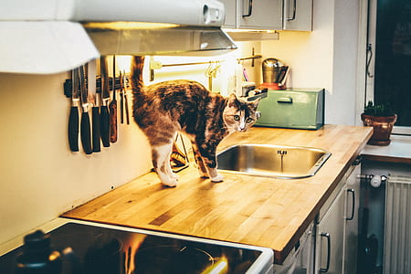 cat beside sink thumbnail
