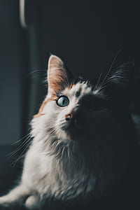 medium-coated white and beige cat thumbnail