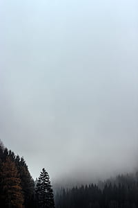 green pine trees and fog thumbnail