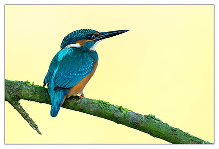 blue humming bird painting thumbnail