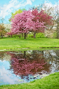 photo of pink petaled tree near body of water thumbnail