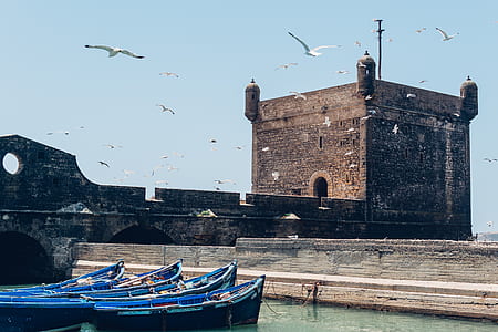 Birds Flying over Water thumbnail