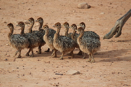 group of baby Ostriches on top of brown soil thumbnail