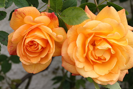 two orange roses thumbnail