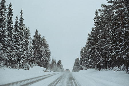 road between pine trees during winter season thumbnail