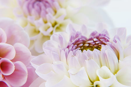close-up photography of white and pink petaled flowers in bloom thumbnail