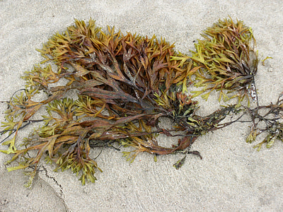 brown sea weeds on shore thumbnail