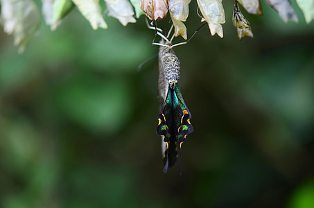 macro photography of butterfly metamorphosis thumbnail
