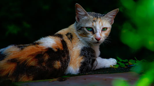 selective focus photography of calico cat thumbnail