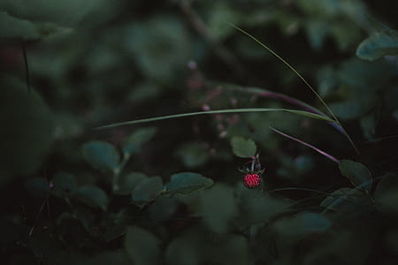 nature, blur, leaves, plants thumbnail