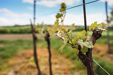 Wine Season thumbnail