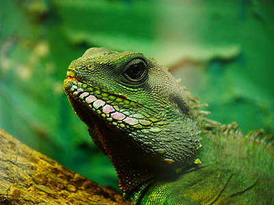 American green Iguana thumbnail