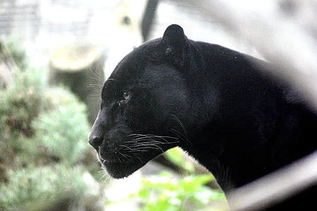 selective focus photography of black panther thumbnail